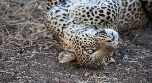 Luangwa Leopard upside down