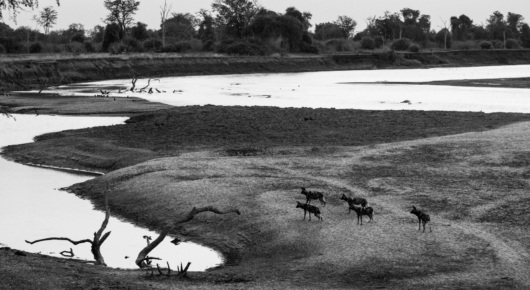 Hunting dogs