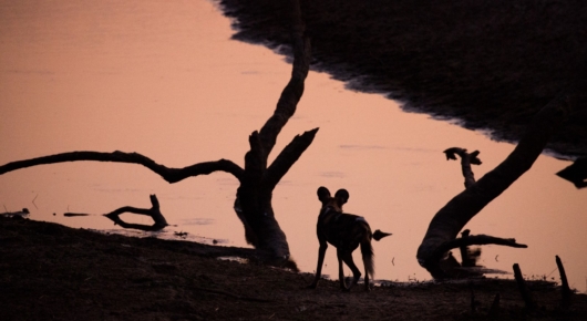 Wild Dogs hunting