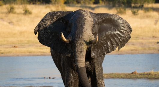 Elephant Bull Hwange