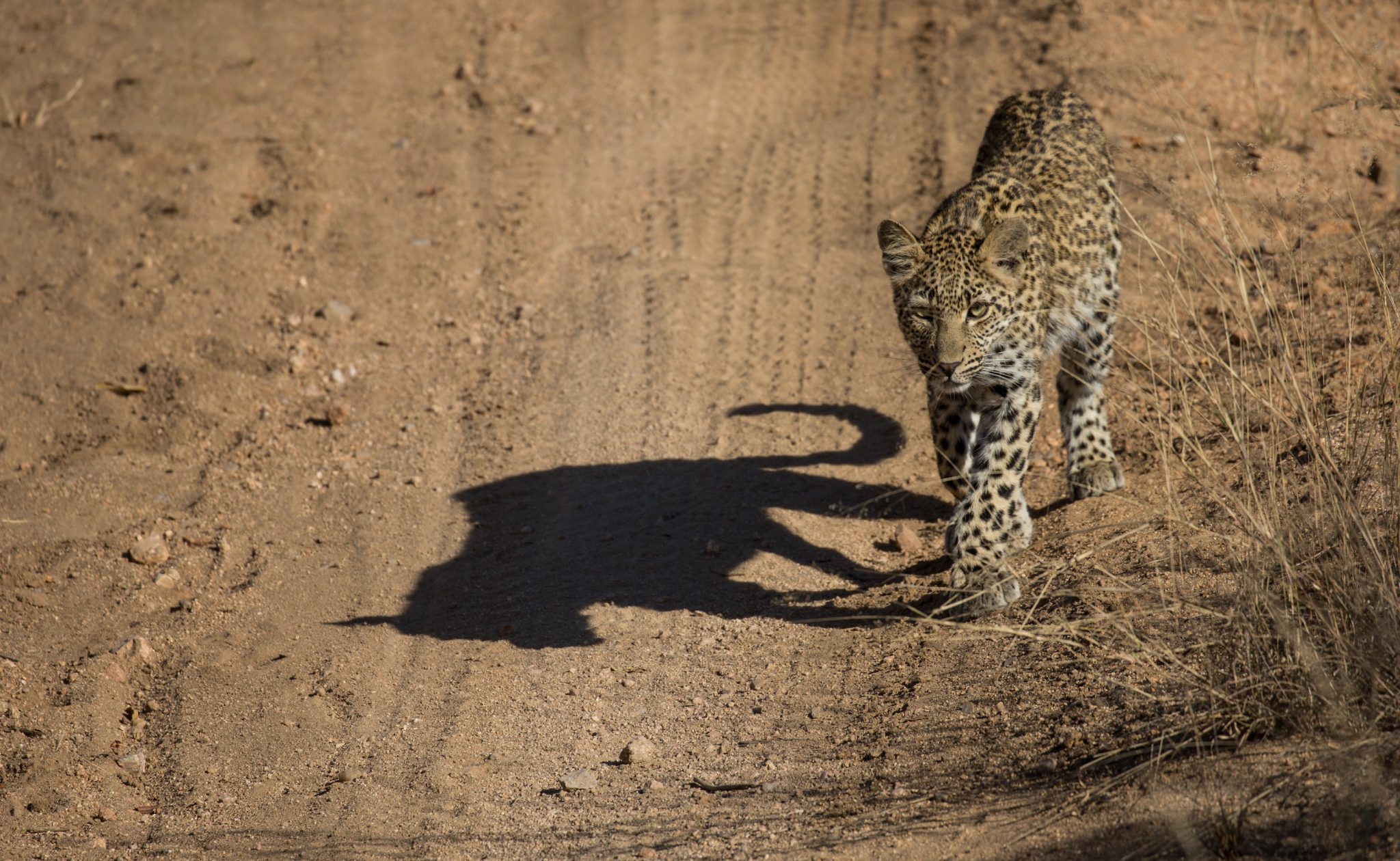 Leopard shadow