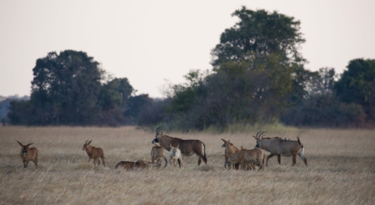 Roan on the plains of Zambia