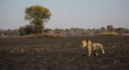 Lion on the burnt plains of Zambia