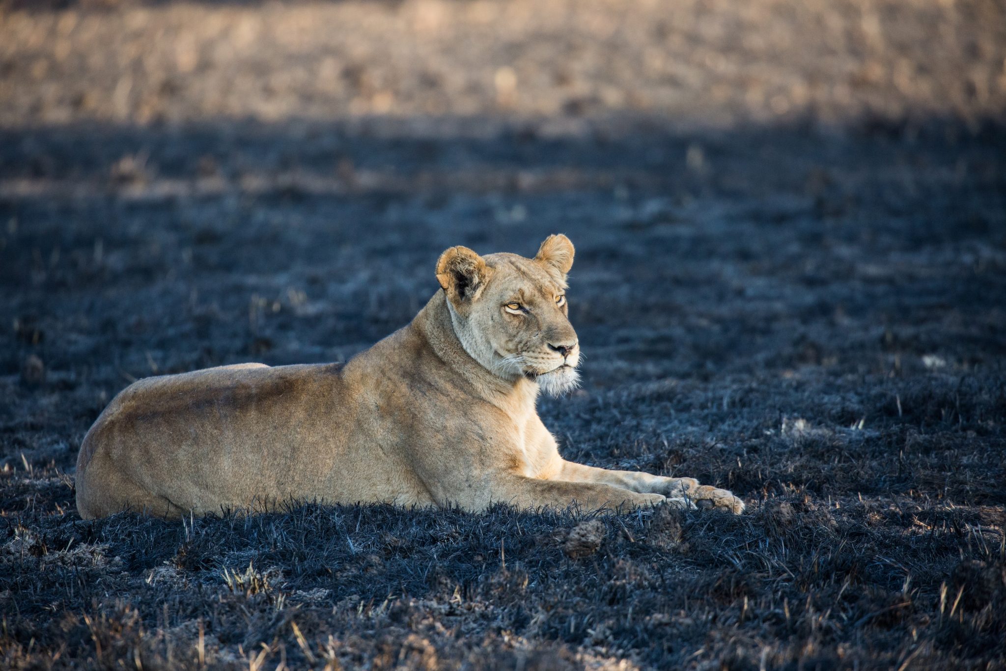 Lioness Zambia