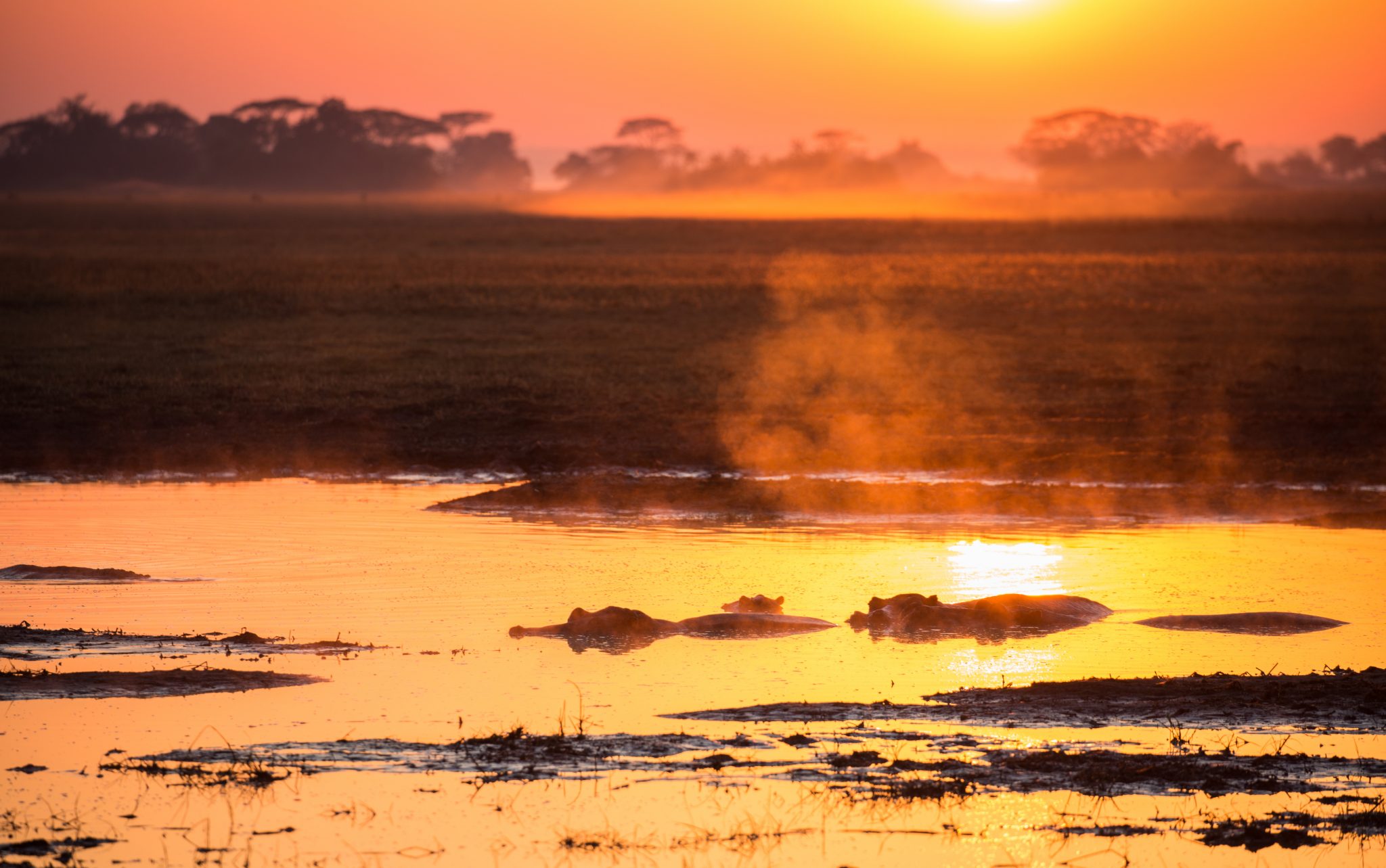 Hippos at Sunrise in Zambia