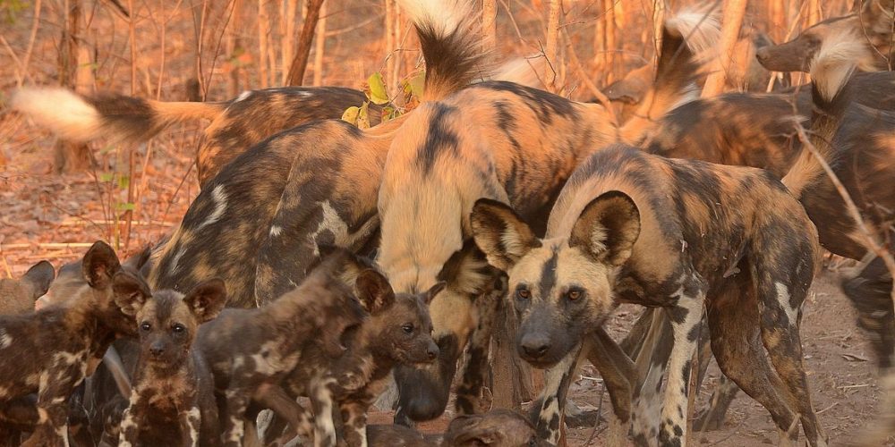 Wild Dogs and pups