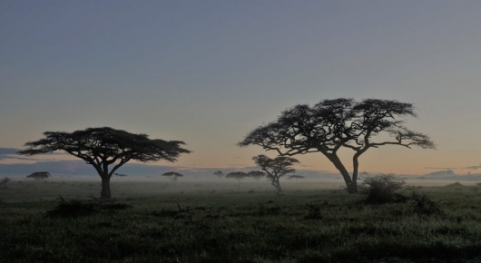 Mammals in the Serengeti – Mara ecosystem - Travelogue - Anderson Expeditions Mammals in the ...
