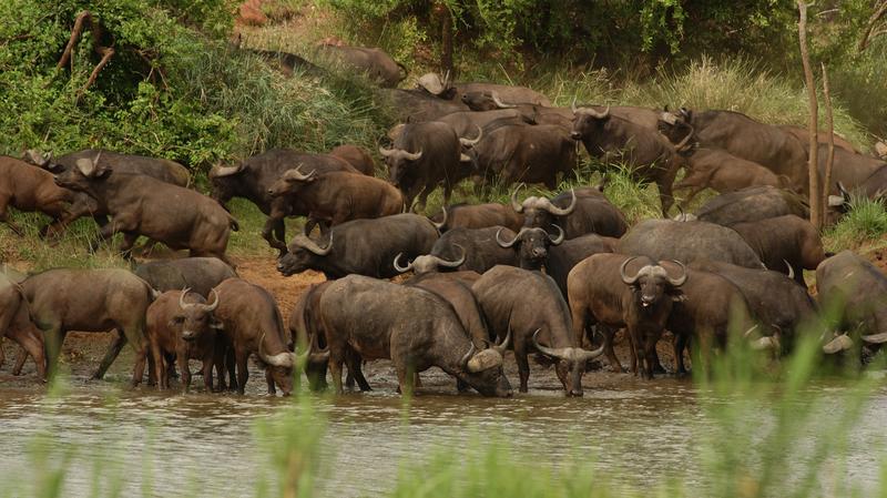 Buffalo herd - Pafuri