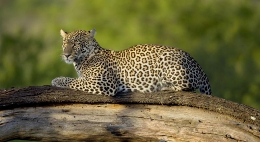 Pafuri Leopard