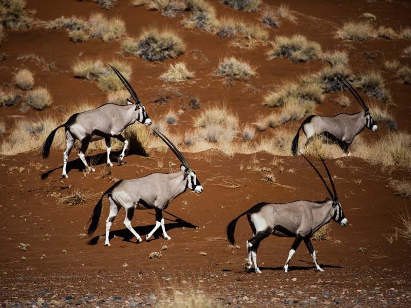 Oryx crossing the red sands