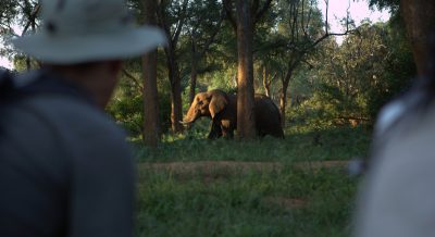 Pafuri walking - elephant