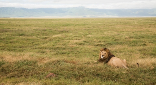 Tanzania and Kenya