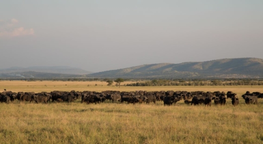 Tanzania and Kenya