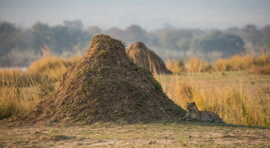 Mana Pools, Zimbabwe