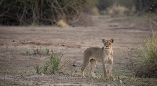 Mana Pools, Zimbabwe