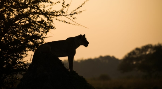 Mana Pools, Zimbabwe