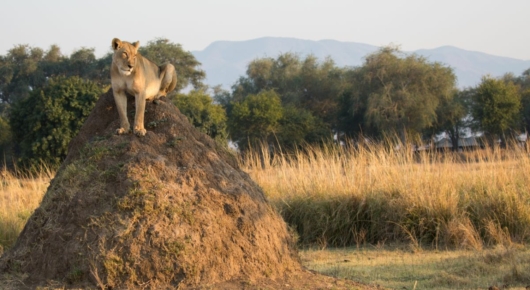 Mana Pools, Zimbabwe