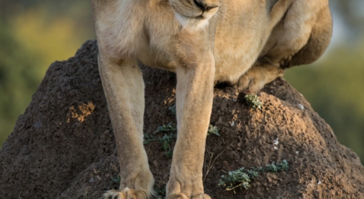 Mana Pools, Zimbabwe