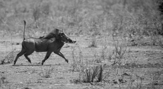 Mana Pools, Zimbabwe