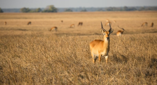 Zambia