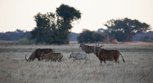 Zambia