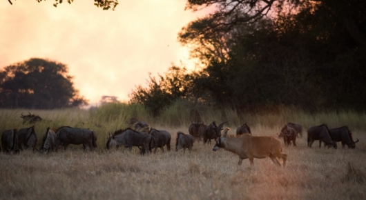 Zambia