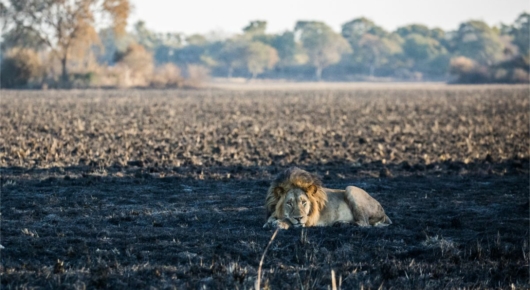 Zambia