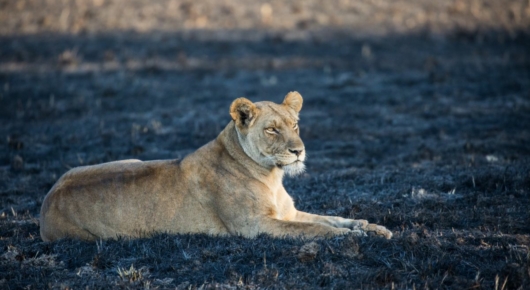 Zambia