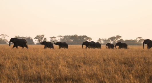 Zambia