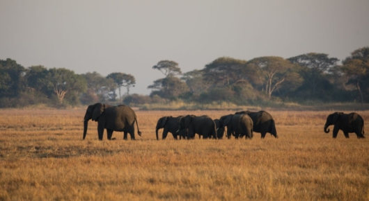 Zambia