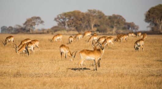 Zambia