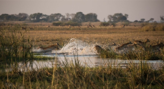 Zambia
