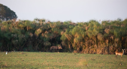 Zambia