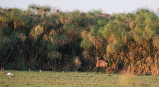 Zambia