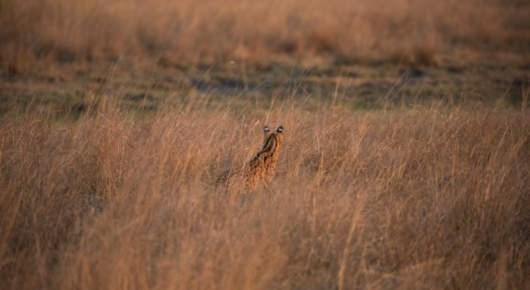 Zambia