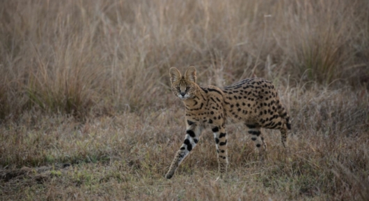 Zambia