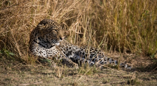 Zambia