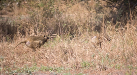 Zambia