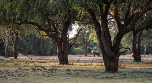 Zambia