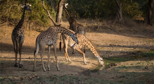 Zambia