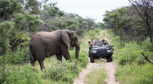 Phinda and Londolozi