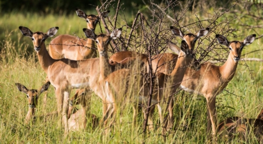 Phinda and Londolozi