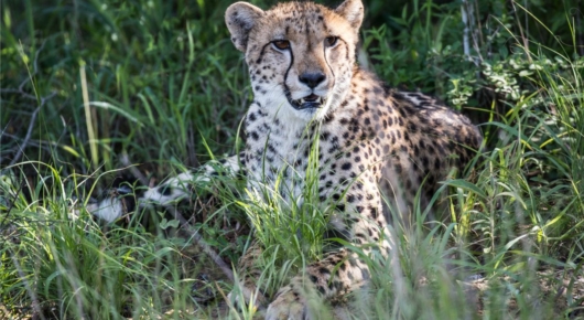 Phinda and Londolozi