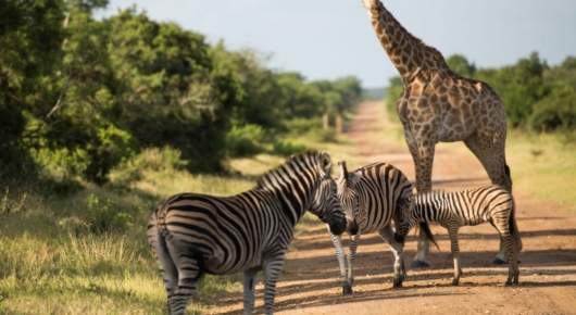 Phinda and Londolozi