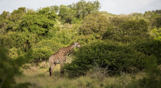 Phinda and Londolozi