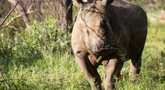 Phinda and Londolozi
