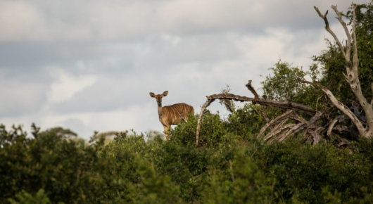 Phinda and Londolozi