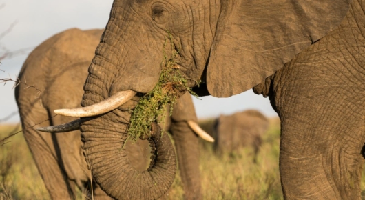 Phinda and Londolozi