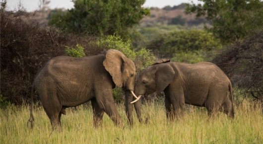 Phinda and Londolozi