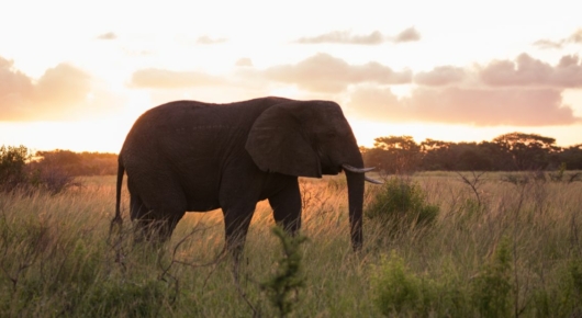 Phinda and Londolozi